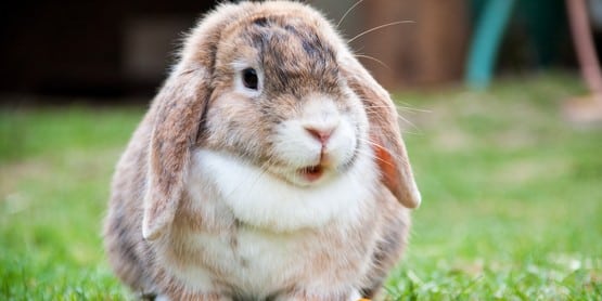 Dept 9 - Rabbits - Sullivan County Fair